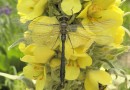 Cordulia aenea male ©  S. Beshkov